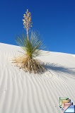 Early morning in the Dunes